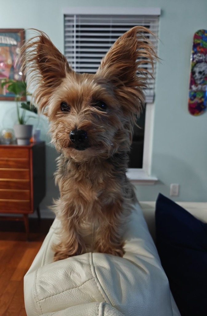 Bear, a rescued dog perched on a sofa