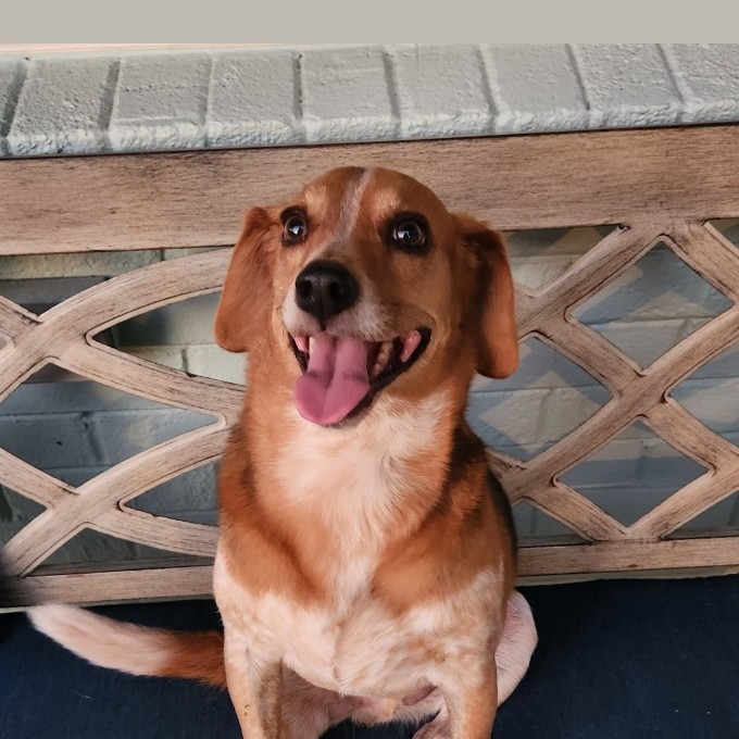 Adopted dog Bootsy
