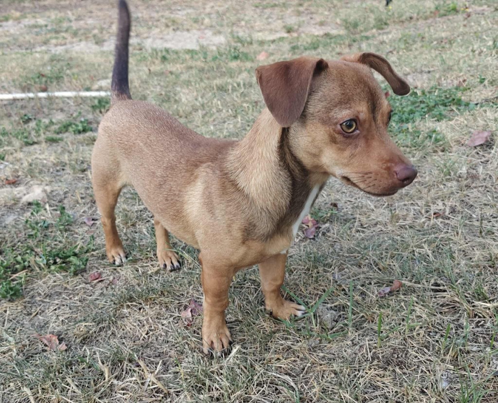 Adopted dog Bowie