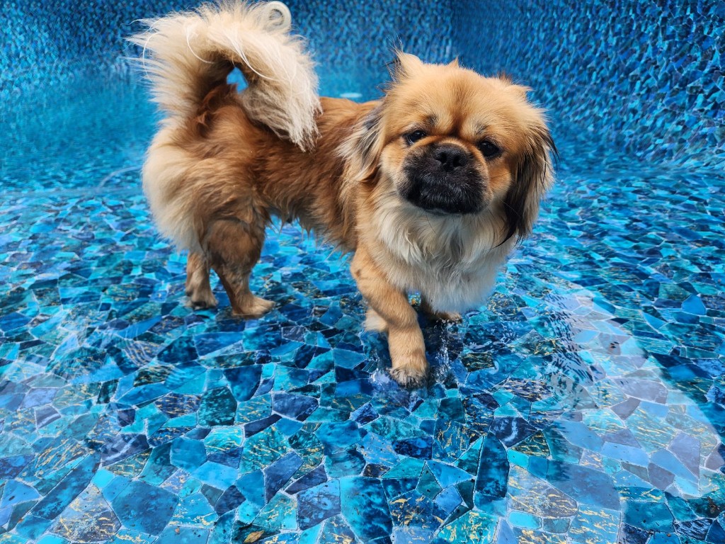 Adopted dog Chewbacca