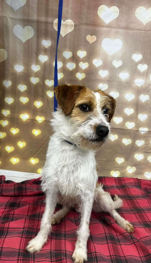 Toby, a rescued dog looking toward the camera
